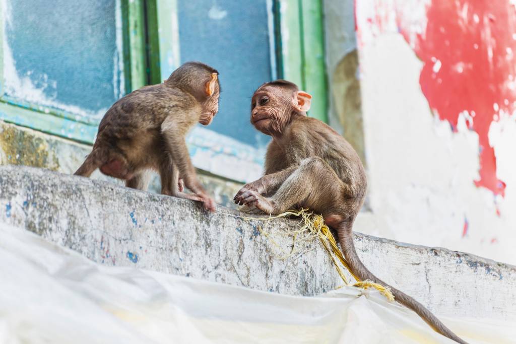 Macacos, Índia Dois macacos muito jovens brincam no peitoril de pedra de uma janela