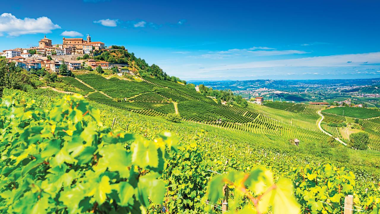 Foto panorâmica da região do Langhe. Em primeiro plano, os vinhedos. Ao fundo, a vista da cidade