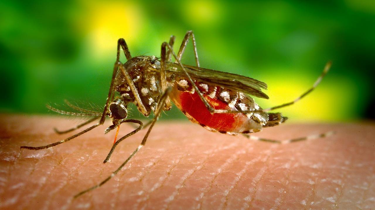 Mosquito Aedes aegypti transmissor doenças dengue febre amarela cartao de vacinacao internacional