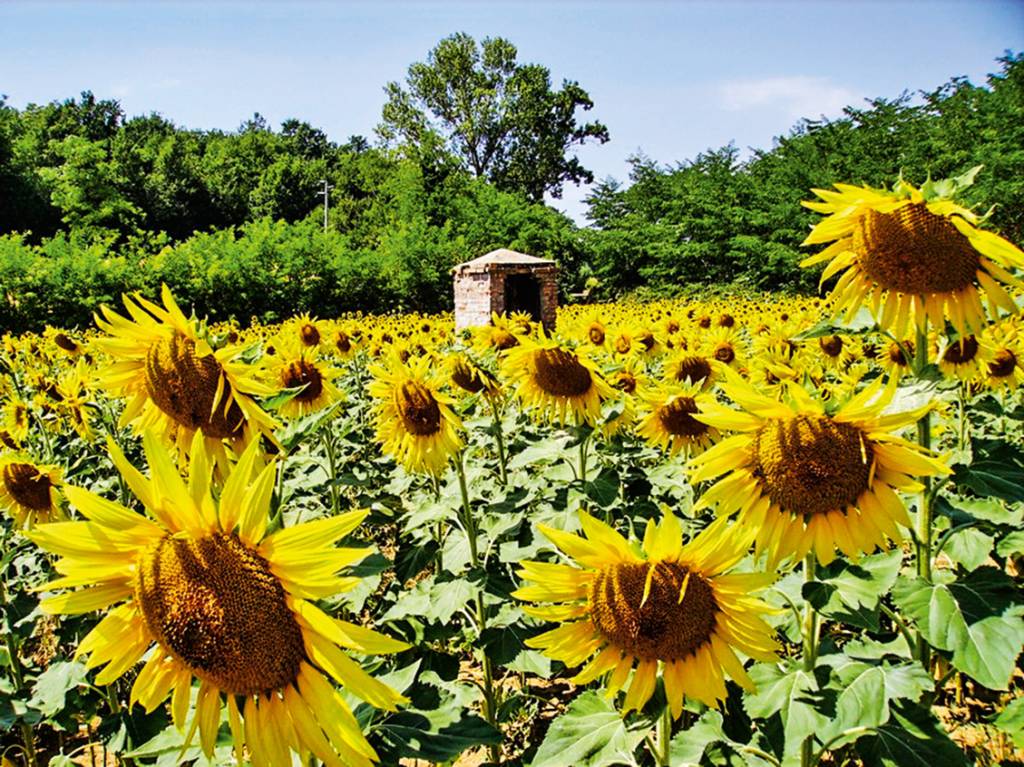 5 programas inesquecíveis para imergir na cultura toscana