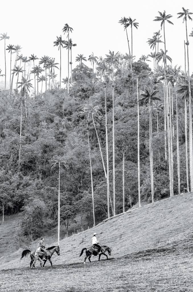 Valle del Cocora, Quindio, Salento, Colômbia