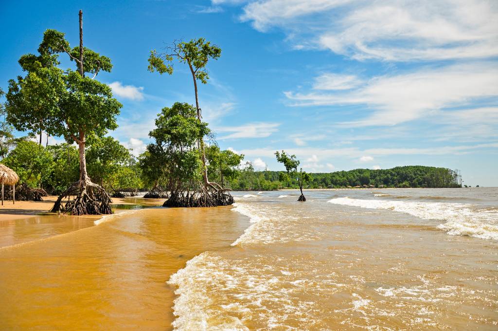 Praia vazia com árvores cujas raízes emergem da terra