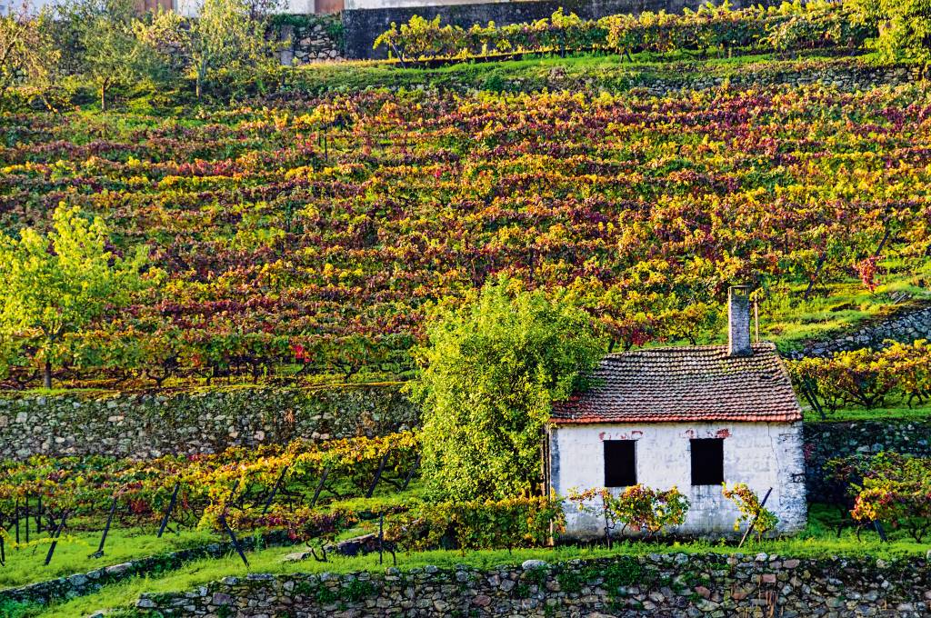 Vinhedo à beira do Rio Douro, em Portugal. Crédito: