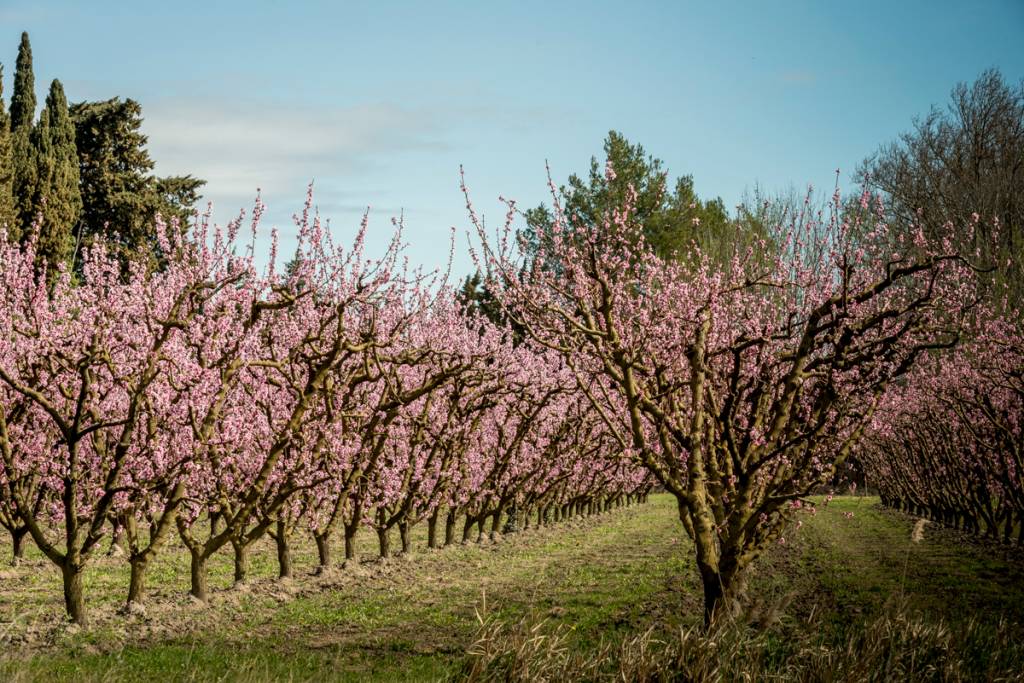 Pessegueiros em flor: parte da paisagem