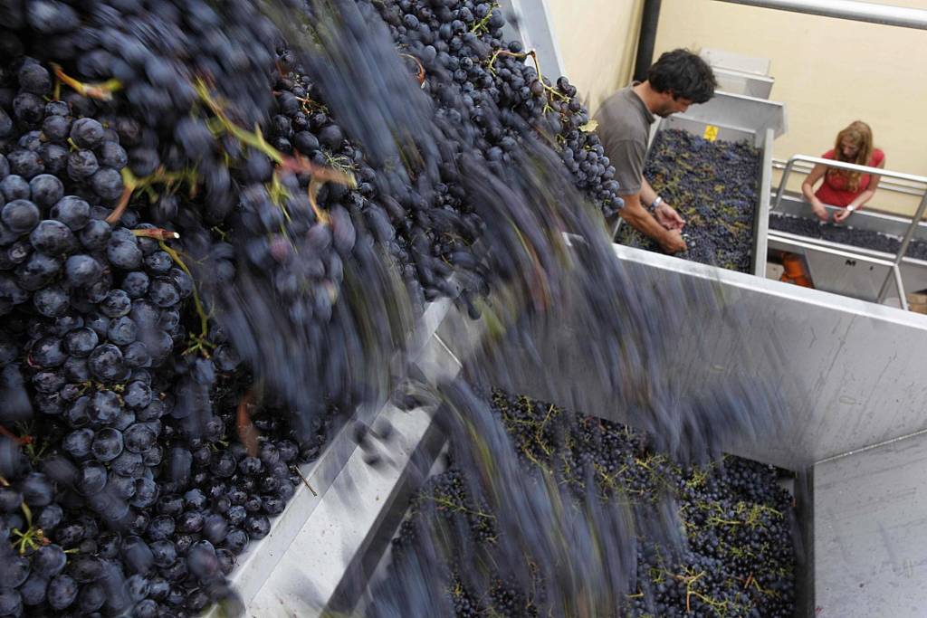 Uvas na Corzano e Paterno, Chianti, Toscana, Itália