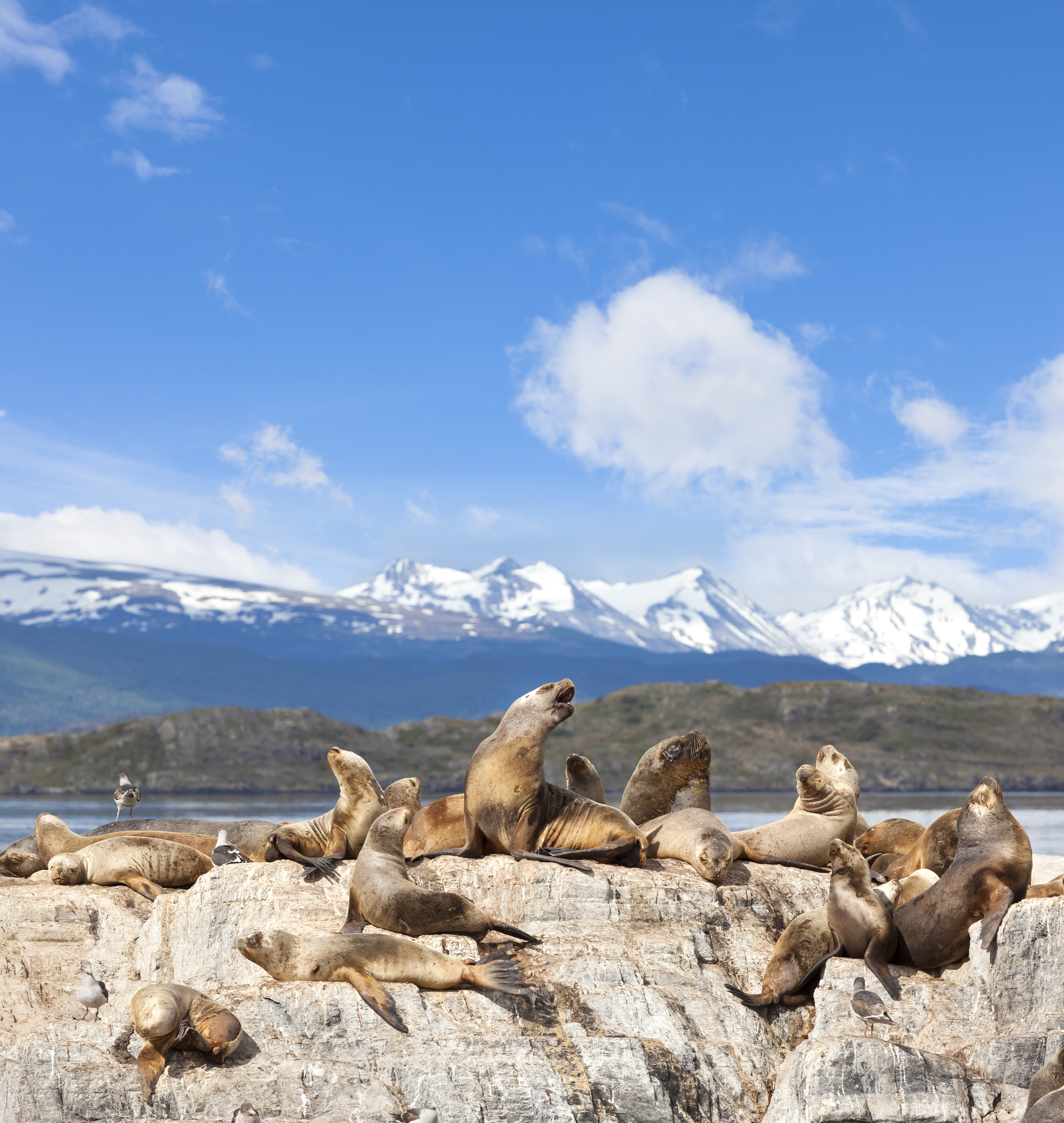 Leões-marinhos curtindo uma vibe em território que é só deles, no Canal de Beagle. 