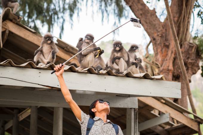 Garoto faz selfie com macacos na Tailândia
