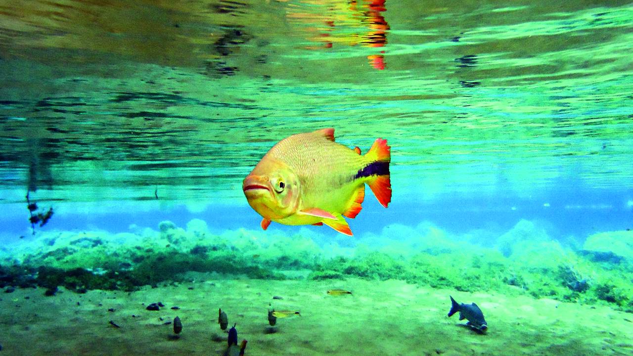 Recanto Ecológico Rio da Prata