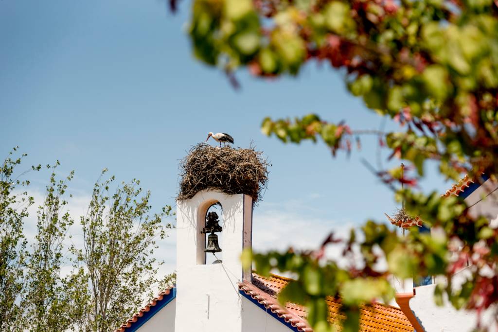 Cegonha na torre da igrejinha: ilustres visitantes sazonais