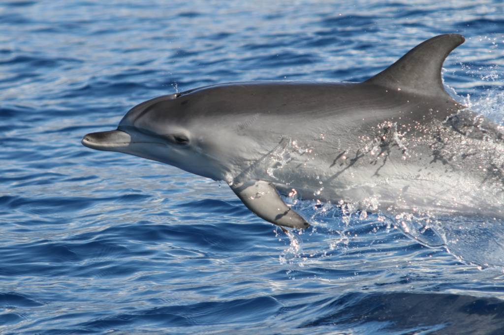 Rota dos Cetaceos 1 Rota dos Cetaceos 1