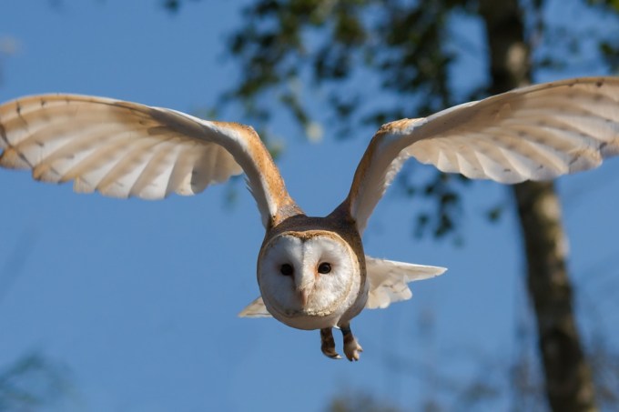 barn-owl-1107397_1280