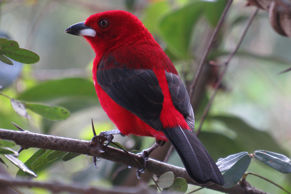 ILHABELA_PASSARO