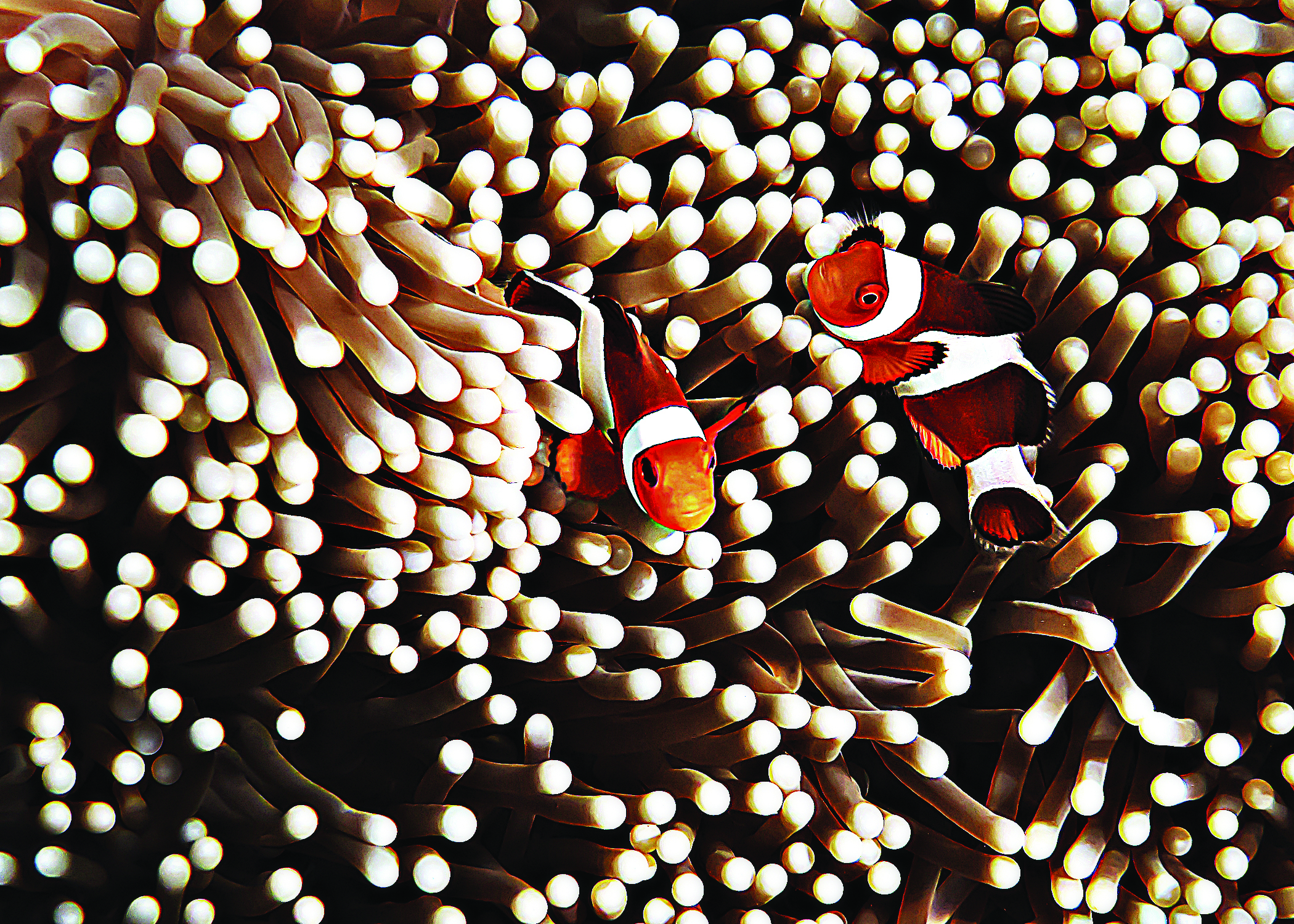 Peixe palhaço em Palawan, Filipinas