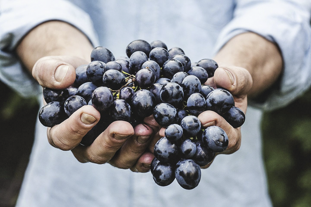 Uvas da Constantia, Cidade do Cabo, África do Sul