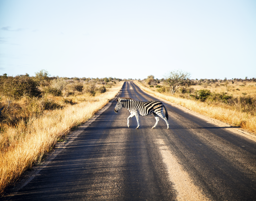 Zebra na pista do Kruger National Park, África do Sul Zebra na pista do Kruger National Park, África do Sul