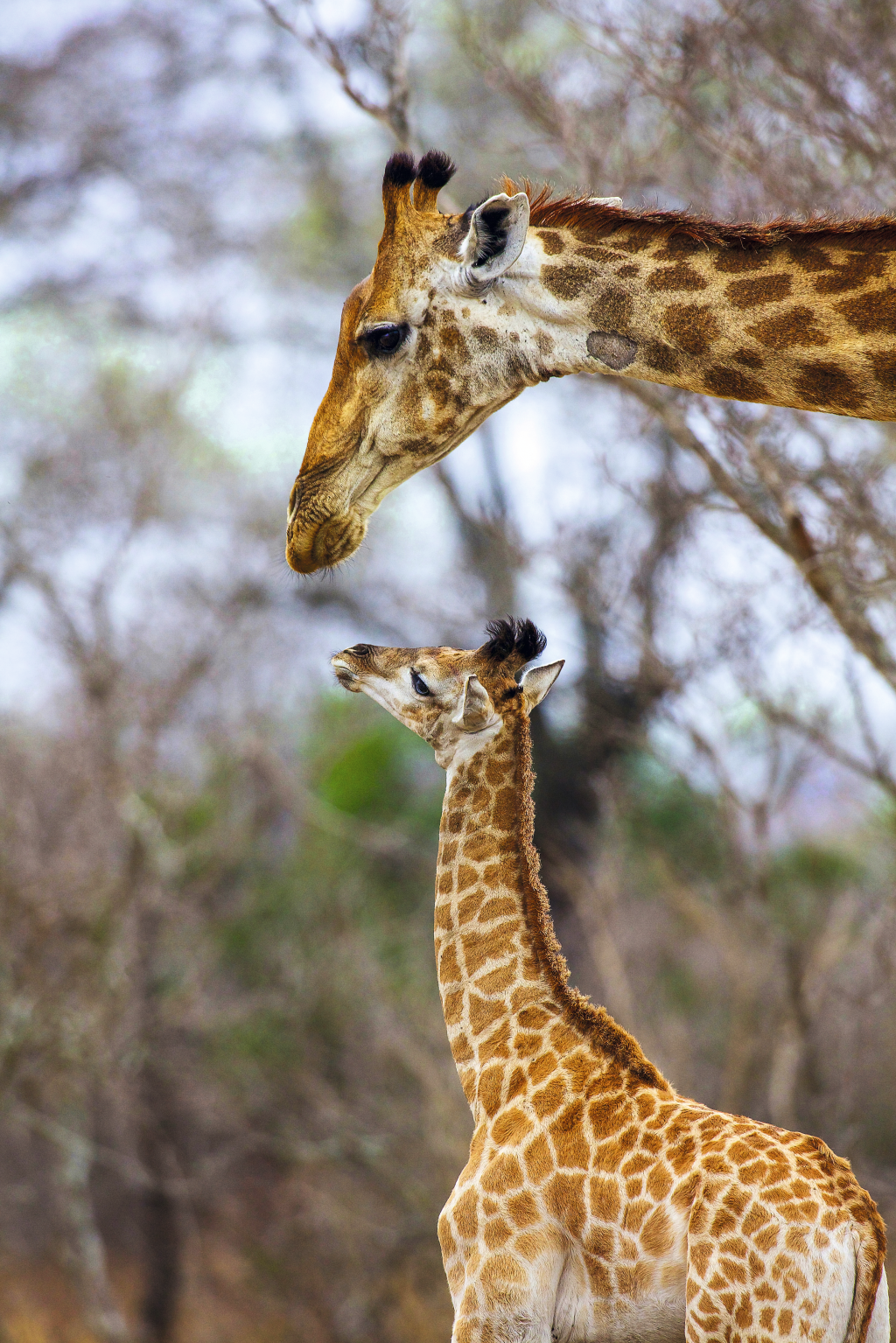 Girafa mãe e girafa filha no Kruger National Park, África do Sul Girafa mãe e girafa filha no Kruger National Park, África do Sul