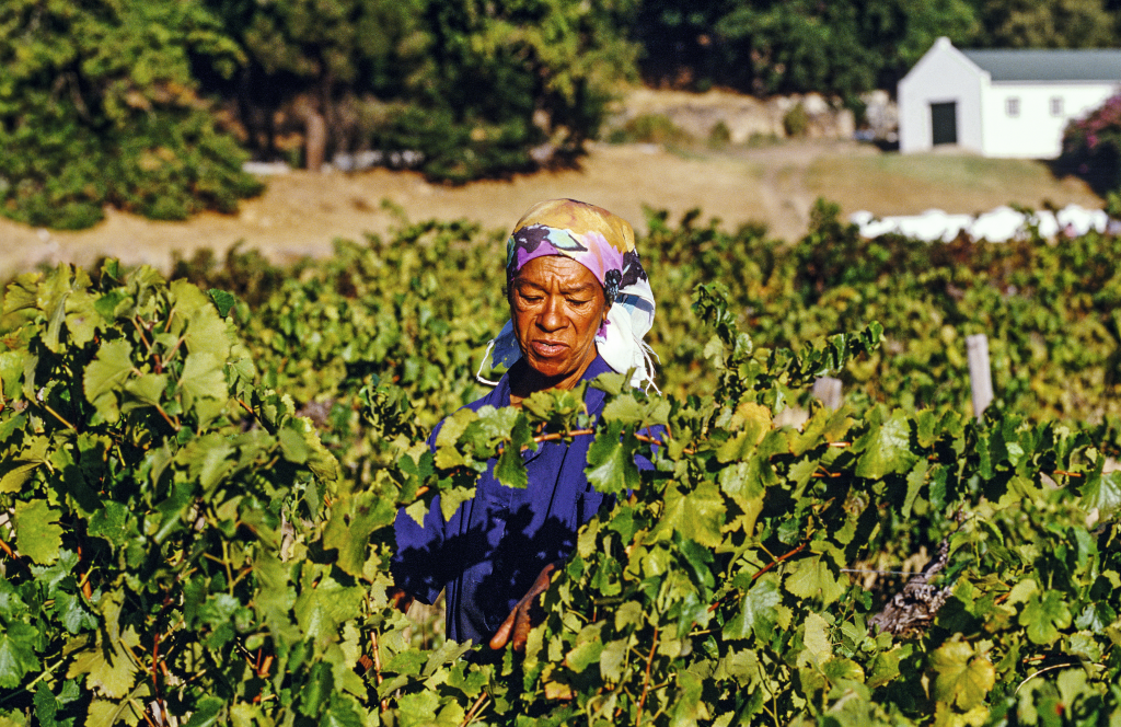 Colheita em vinícola de Franschhoek, África do Sul Colheita em vinícola de Franschhoek, África do Sul