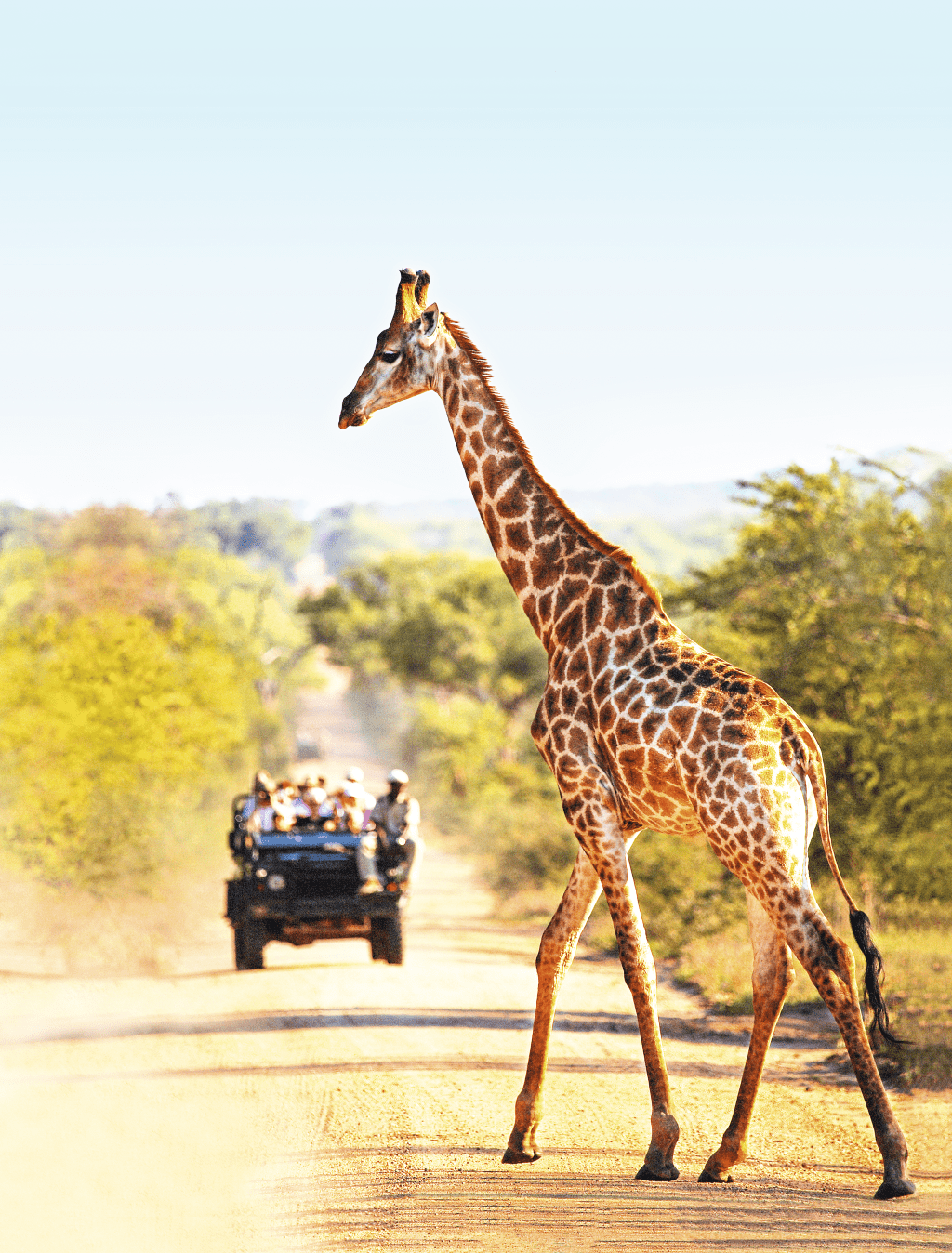 Girafa no Kruger National Park, África do Sul Girafa no Kruger National Park, África do Sul