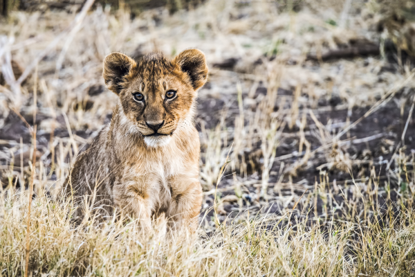 Leão à solta no Kruger National Park, África do Sul