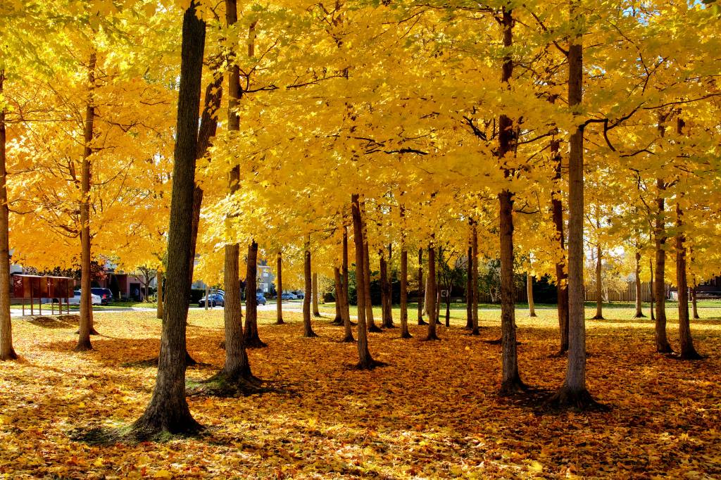 Outono é a época perfeita para visitar Montreal. Crédito: