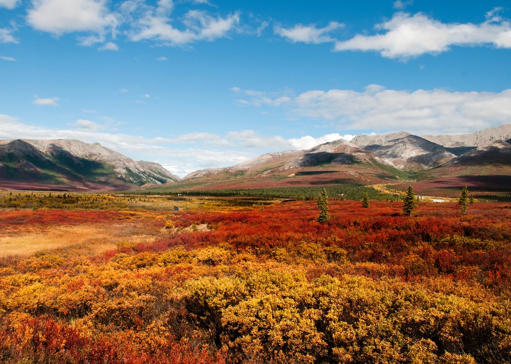 Denali national park, Alasca Denali national park, Alasca
