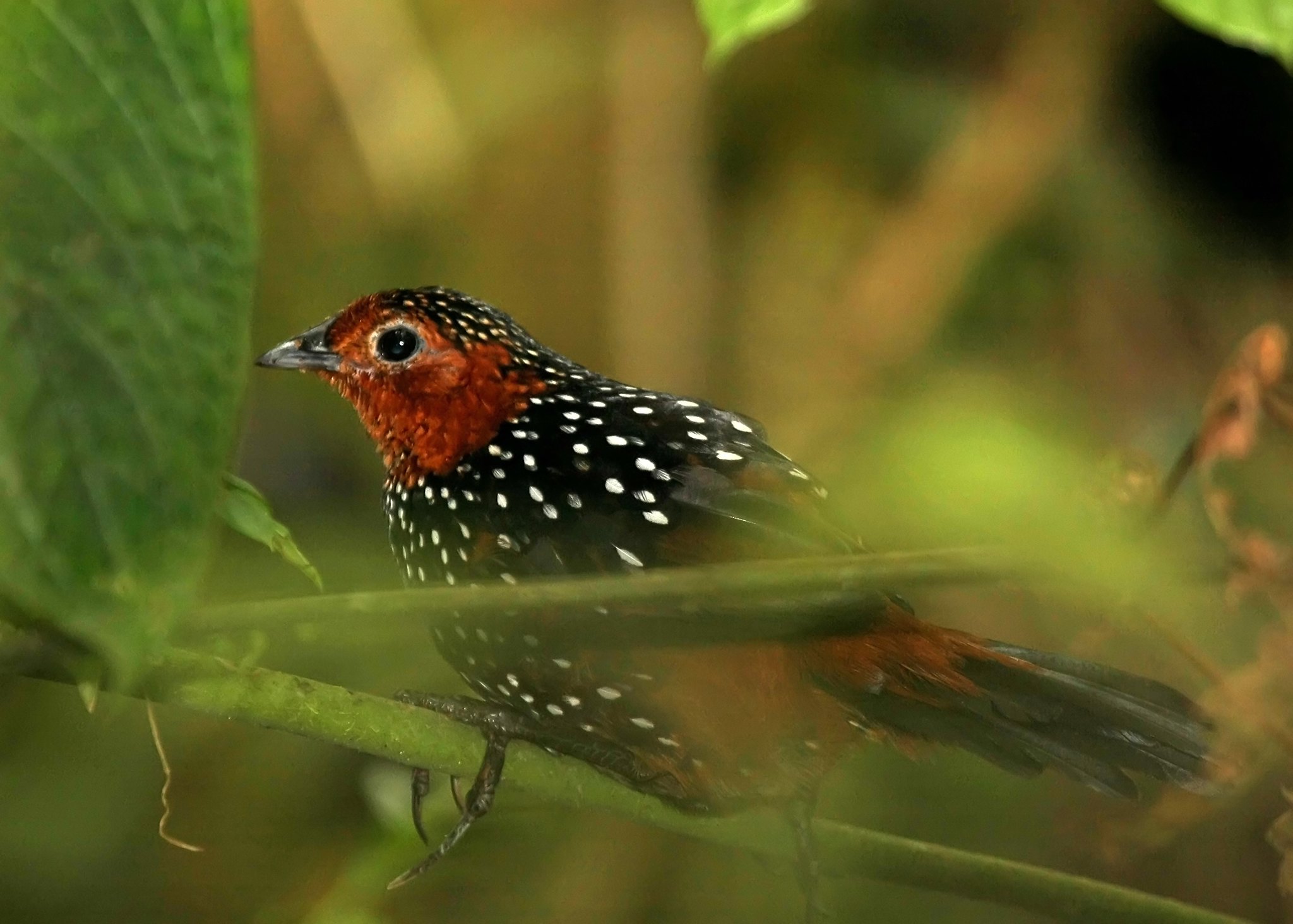 Pássaro Tapaculo, típico de Chiloé Pássaro Tapaculo, típico de Chiloé