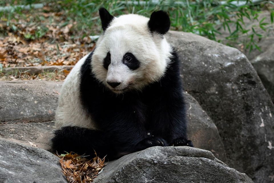 Atlanta Zoo Atlanta Zoo