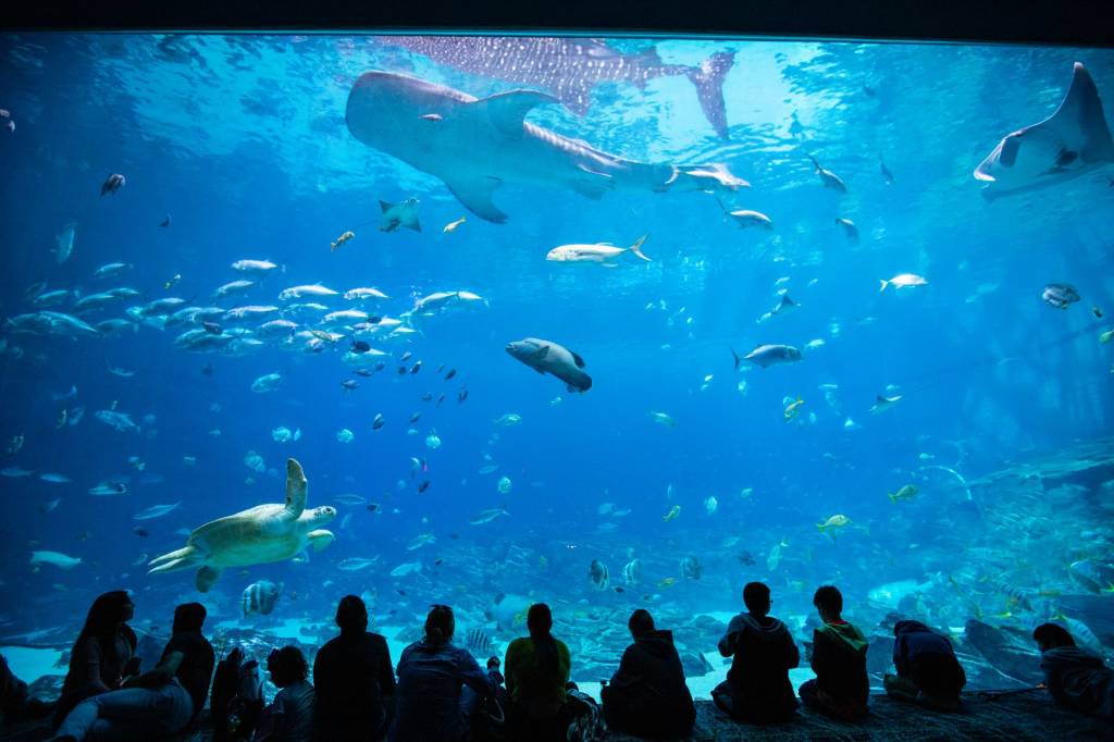 Georgia Aquarium Georgia Aquarium