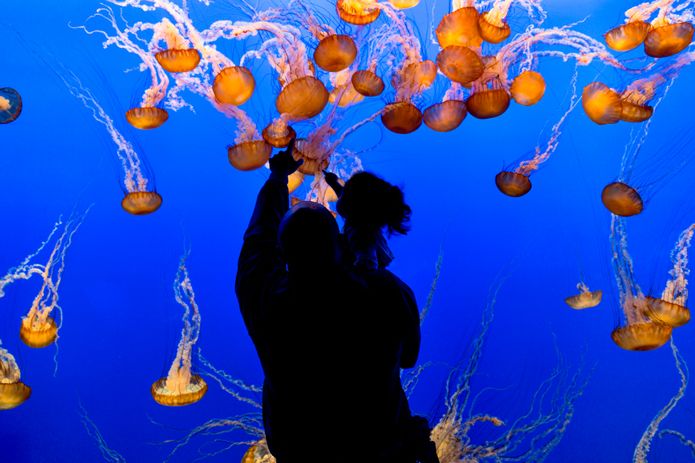 Monterey Bay Aquarium Monterey Bay Aquarium