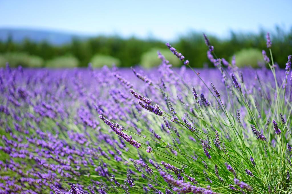 Campos de lavanda