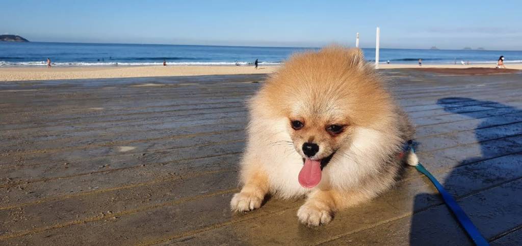 Cachorro passeando na orla de Ipanema