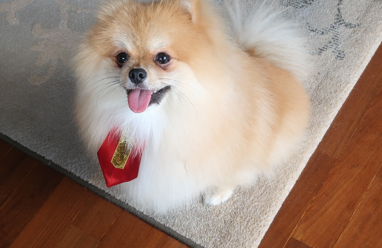 Cão com gravata de feliz Natal