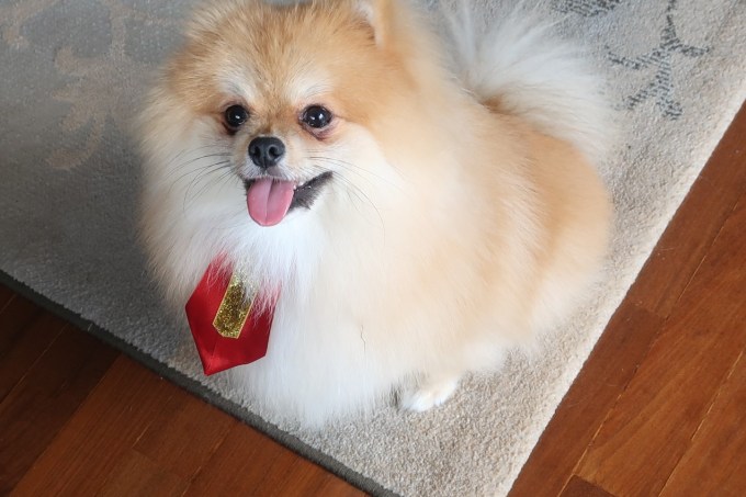 Cão com gravata de feliz Natal