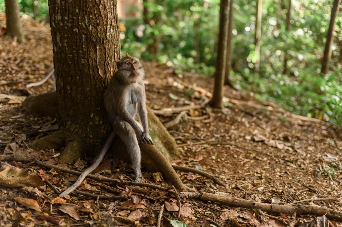 monkey-4031425_1920