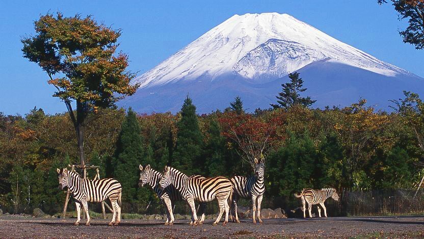 Fuji Safari Park Fuji Safari Park