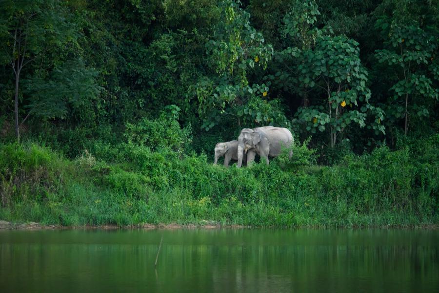 Elefantes Asiáticos no Parque Nacionald e Kaeng Krachan, na Tailândia Elefantes Asiáticos no Parque Nacionald e Kaeng Krachan, na Tailândia