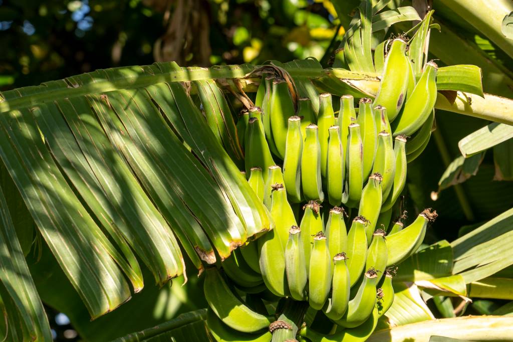 Um cacho de bananas verdes pendurado na árvore