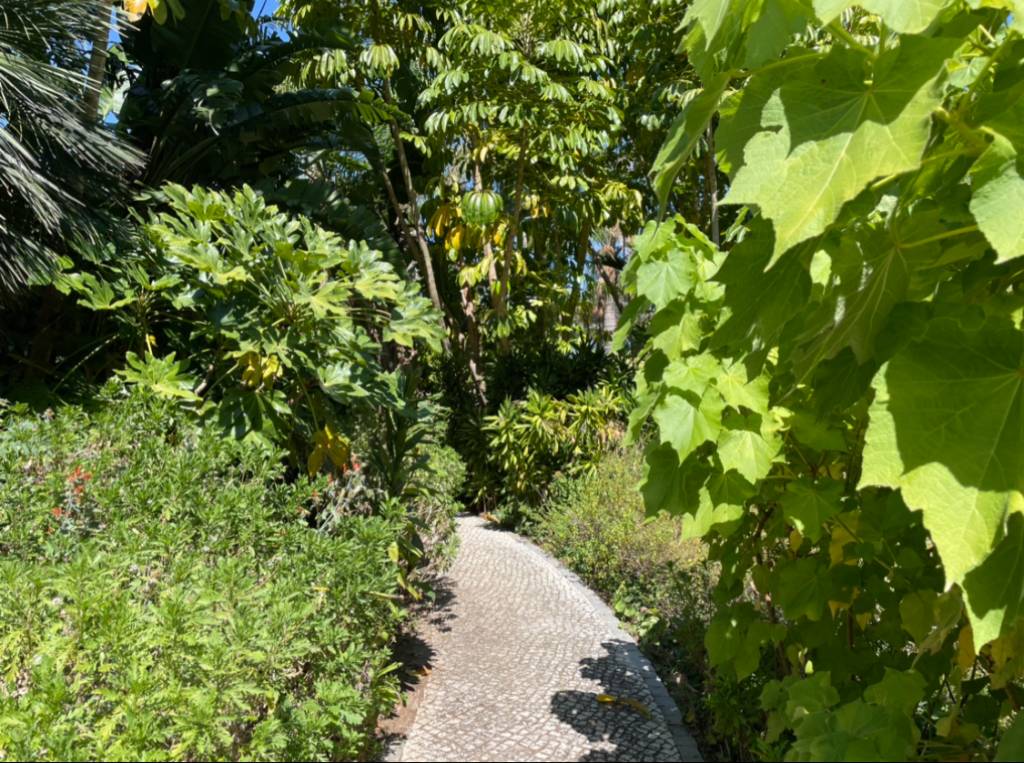 Caminho de pedras portuguesas entre plantas tropicais