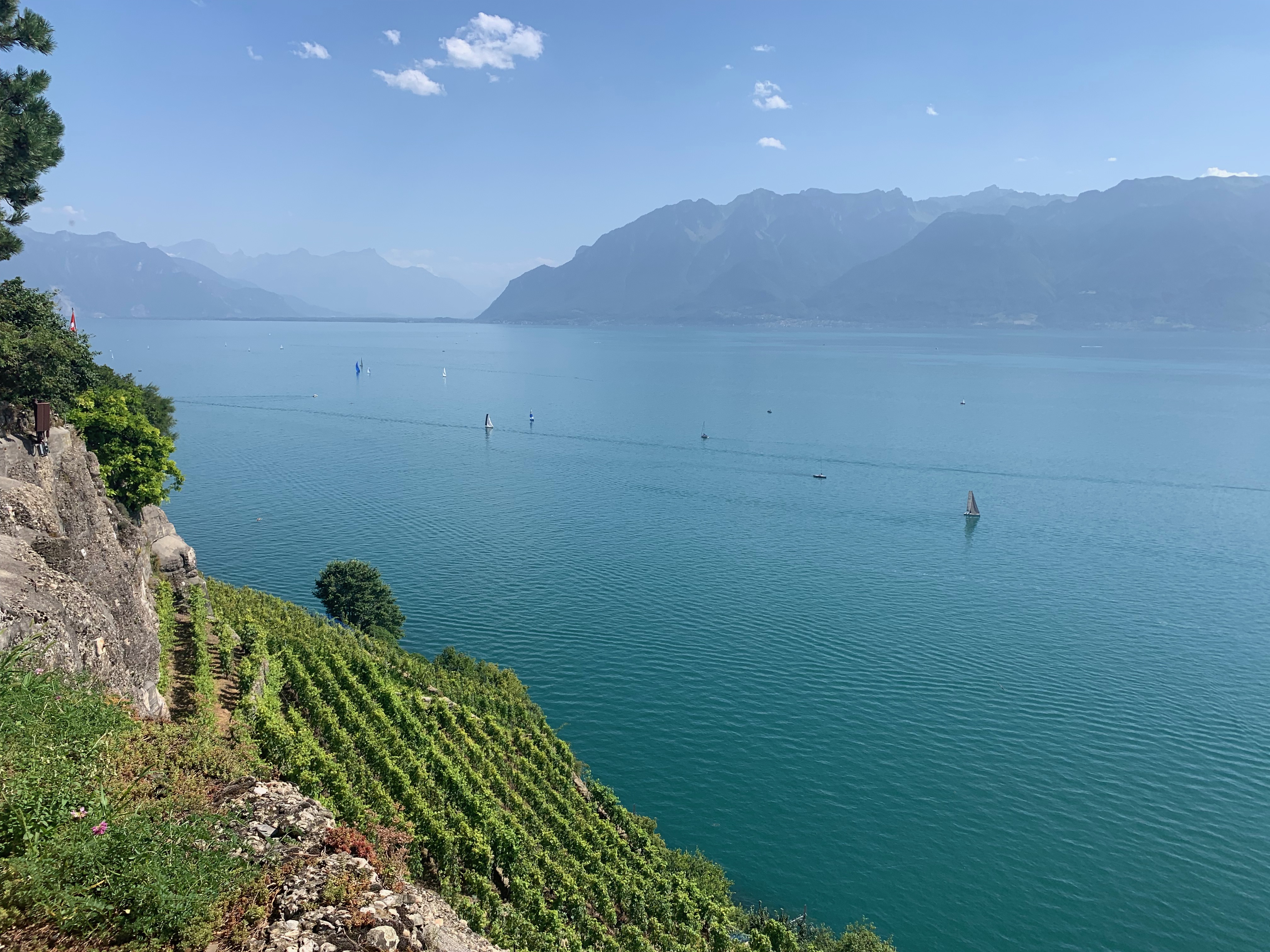 Vinhedos em encostas íngremes que descem até o lago