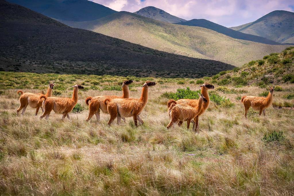 Guanacos no norte da Argentina Guanacos no norte da Argentina