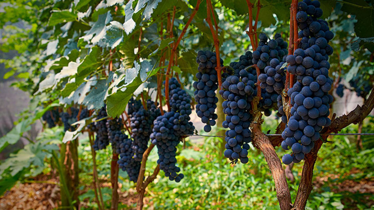 Adega Família Baccetti, em Vinhedo, São Paulo