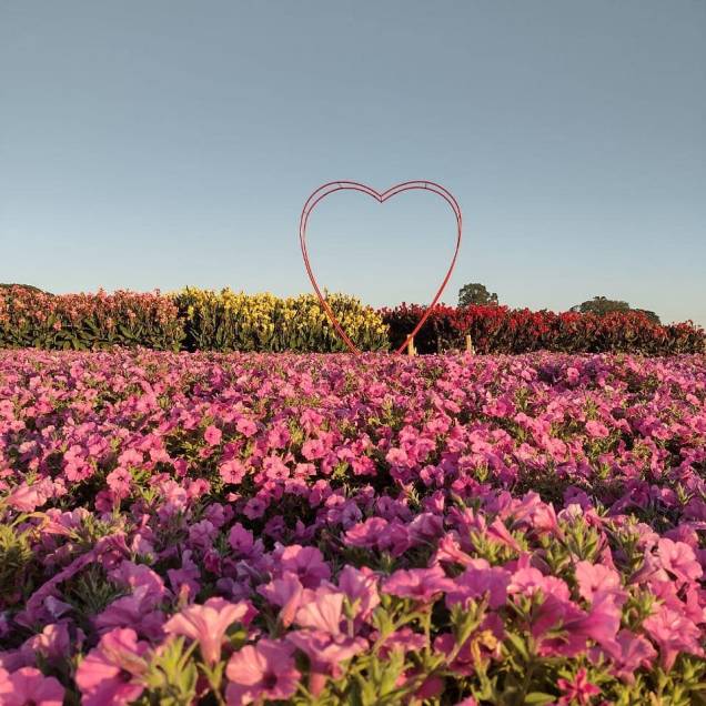 Os campos abertos à visitação têm cenários para ensaios fotográficos. Os campos abertos à visitação têm cenários para ensaios fotográficos.