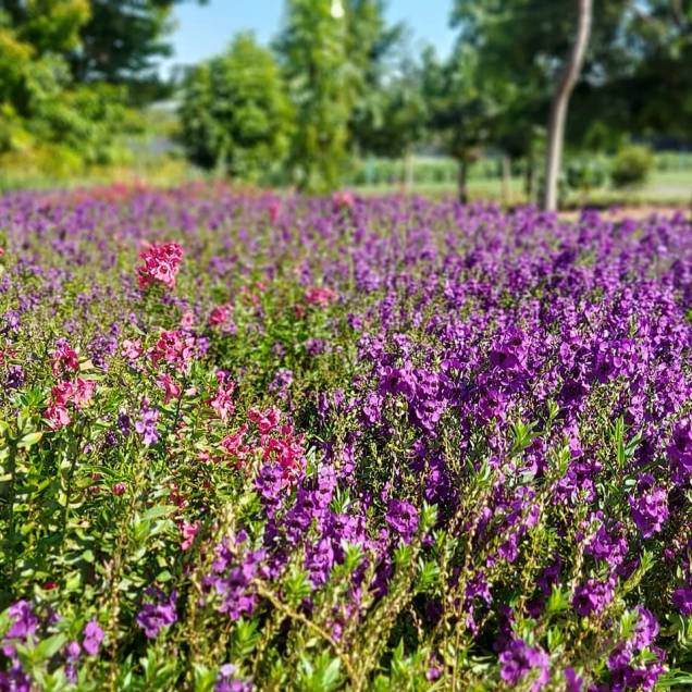 Por serem plantados com rotatividade, os campos de flores estão floridos o ano todo. Por serem plantados com rotatividade, os campos de flores estão floridos o ano todo.