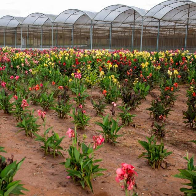 No tour do Macena Flores é possível aprender sobre o cultivo de algumas espécies. No tour do Macena Flores é possível aprender sobre o cultivo de algumas espécies.