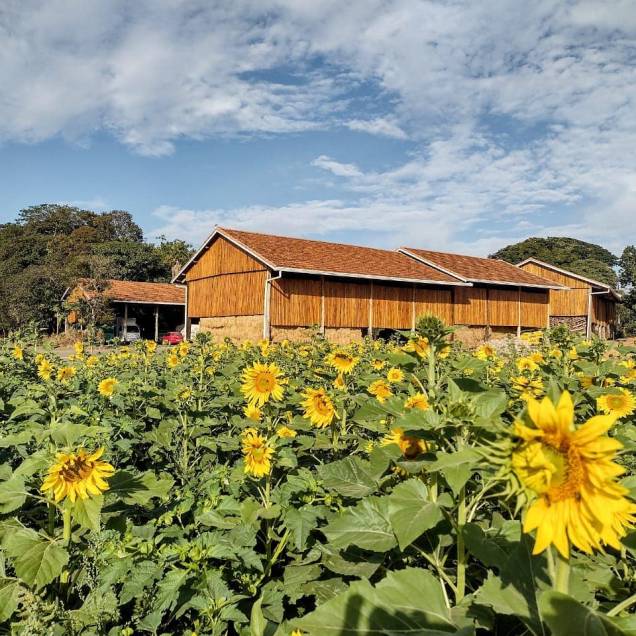 Com amplas áreas ao ar livre, o Macena Flores tem belos campos de girassóis. Com amplas áreas ao ar livre, o Macena Flores tem belos campos de girassóis.