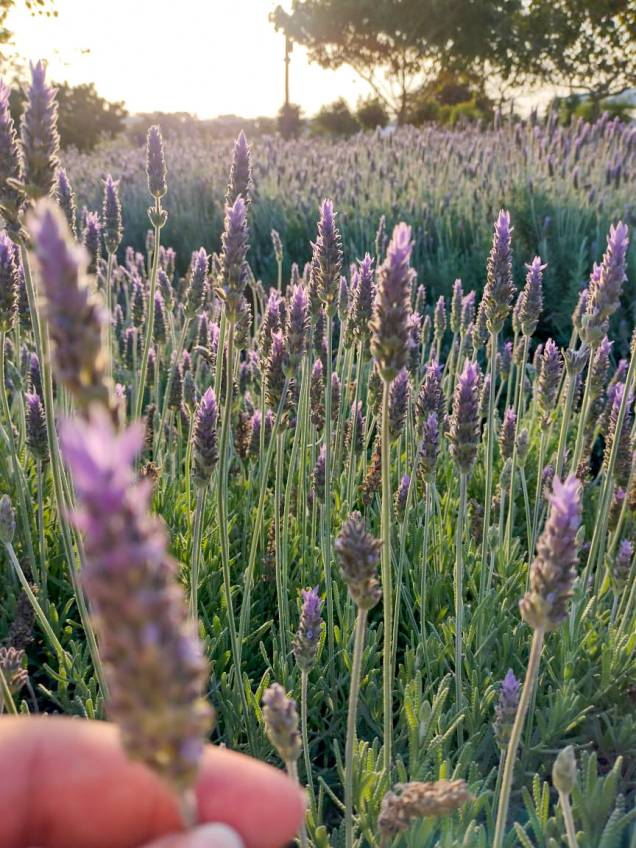 As lavandas colorem os campos de roxo e deixam o ar aromático, mas cuidado, elas atraem muitas abelhas. As lavandas colorem os campos de roxo e deixam o ar aromático, mas cuidado, elas atraem muitas abelhas.