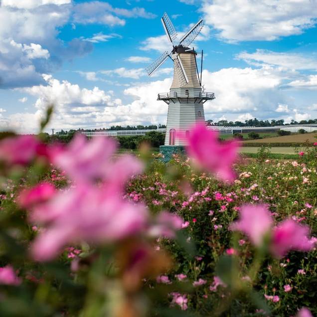 Em meio aos campos de flores, há um pequeno moinho holandês. Em meio aos campos de flores, há um pequeno moinho holandês.