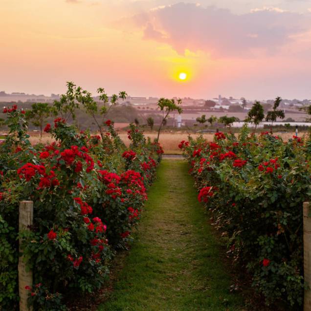 A localização do Bloemen Park valoriza o pôr do sol em meio aos campos de flores. A localização do Bloemen Park valoriza o pôr do sol em meio aos campos de flores.