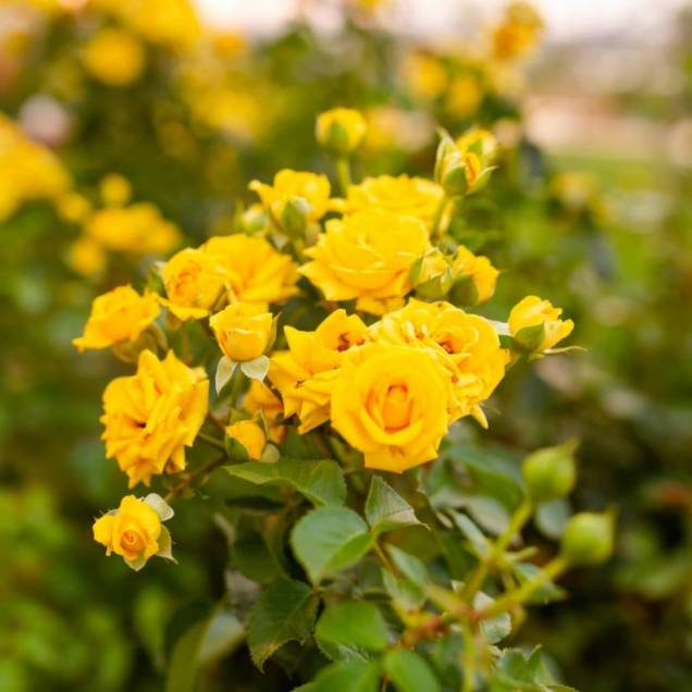 Pequenas, grandes, solitárias ou em pencas...cada espécie de rosa tem sua beleza. Pequenas, grandes, solitárias ou em pencas...cada espécie de rosa tem sua beleza.