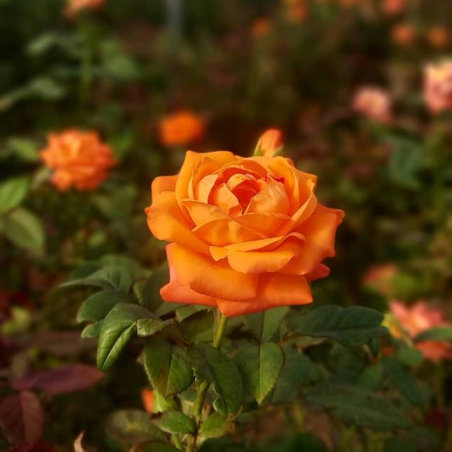 No Bloemen Park, há rosas ao ar livre e em estufa. No Bloemen Park, há rosas ao ar livre e em estufa.